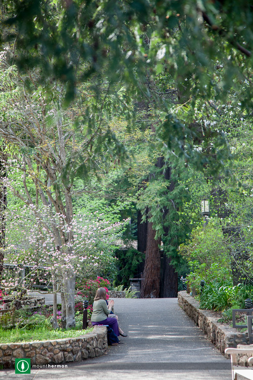 conversation amidst the trees