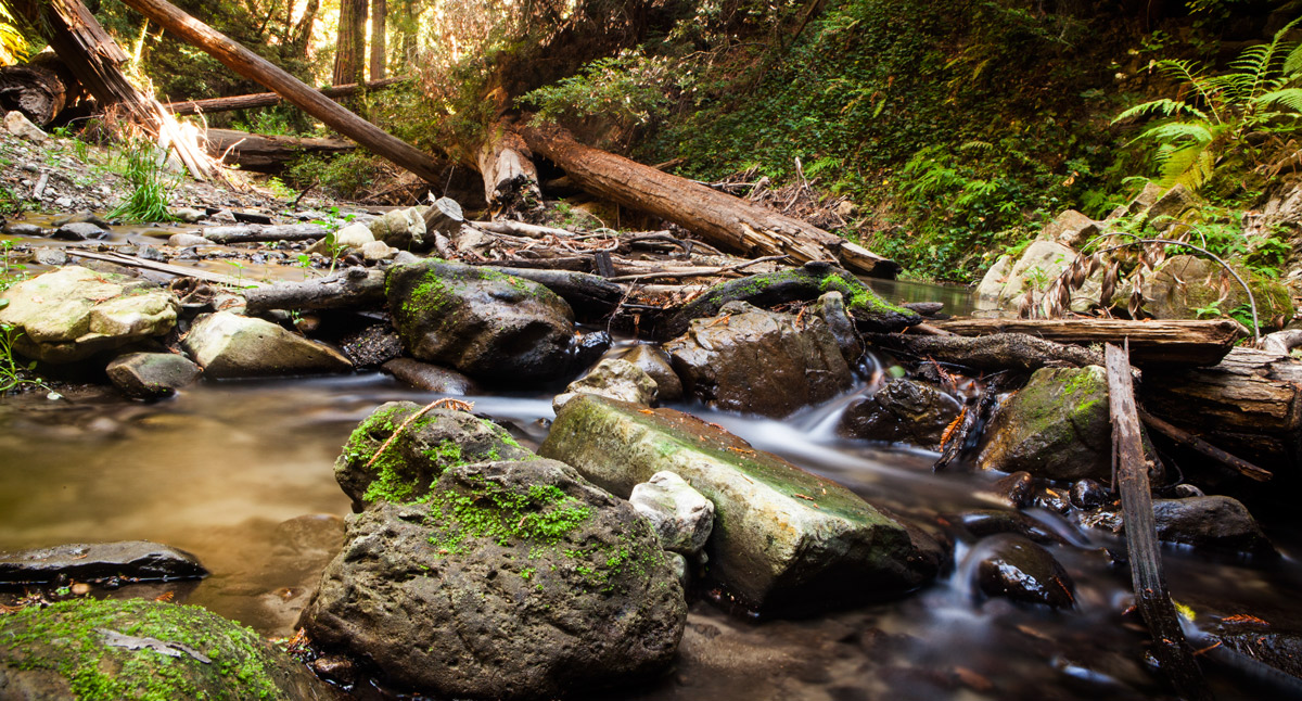 stream in the woods