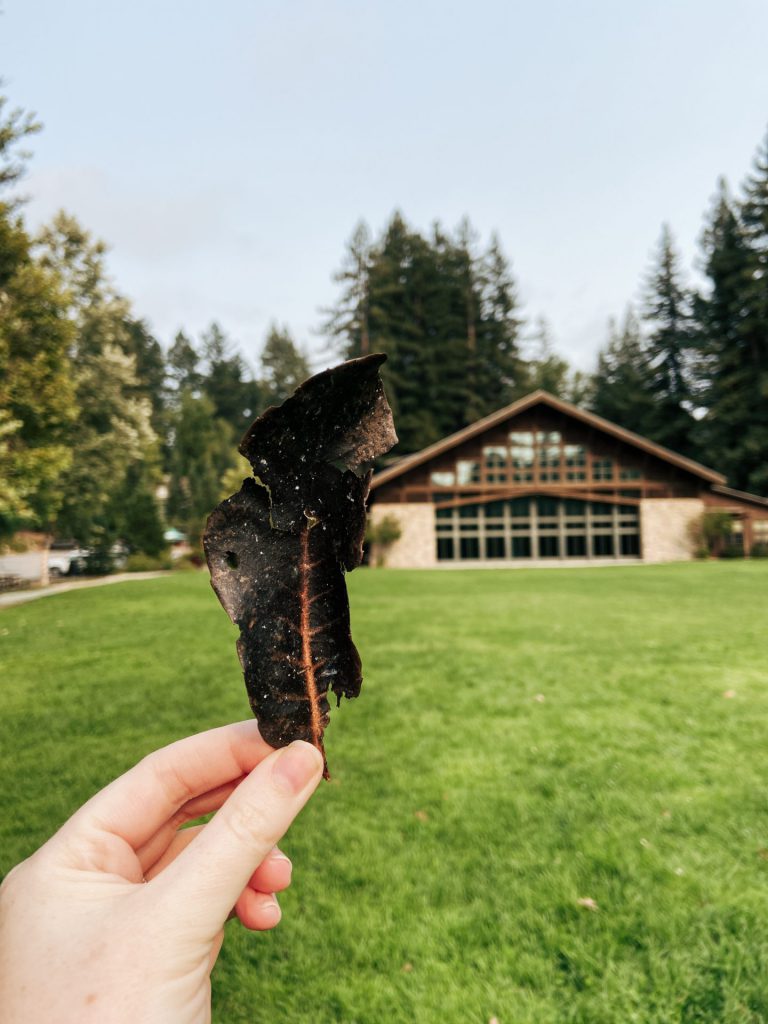 Burnt leaf from the wildfire drifted onto the Fieldhouse lawn